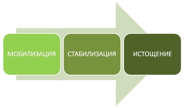 3 стадии стресса