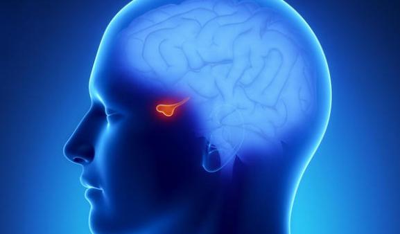 Классификация гормонов