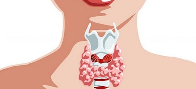 Перешеек щитовидной железы